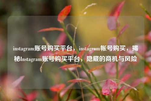 instagram账号购买平台，instagram帐号购买，揭秘Instagram账号购买平台，隐藏的商机与风险