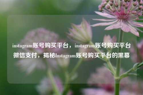 instagram账号购买平台，instagram账号购买平台微信支付，揭秘Instagram账号购买平台的黑幕